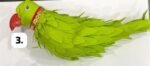 parrot